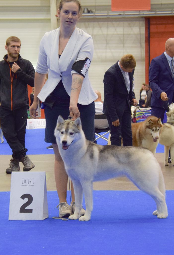 The Land Of Wolves - World Dog Show 2023
