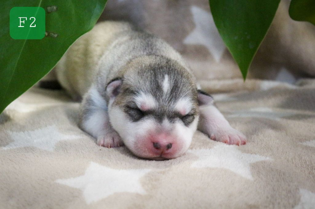 The Land Of Wolves - Chiot disponible  - Siberian Husky