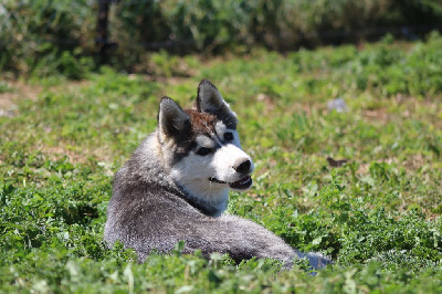 The Land Of Wolves - Siberian Husky - Portée née le 28/03/2022