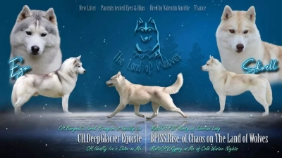 The Land Of Wolves - Siberian Husky - Portée née le 28/02/2022