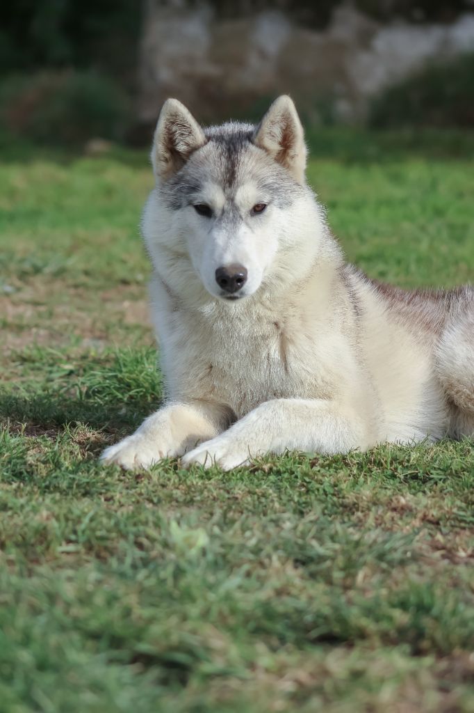 The Land Of Wolves - Chiot disponible  - Siberian Husky