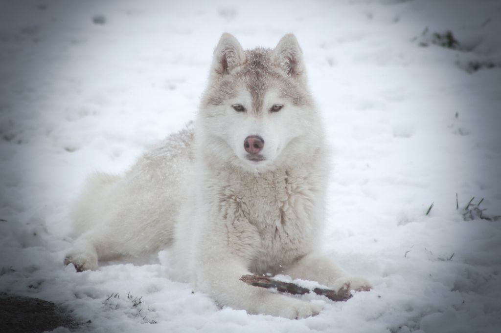 They can't resist of The Land Of Wolves