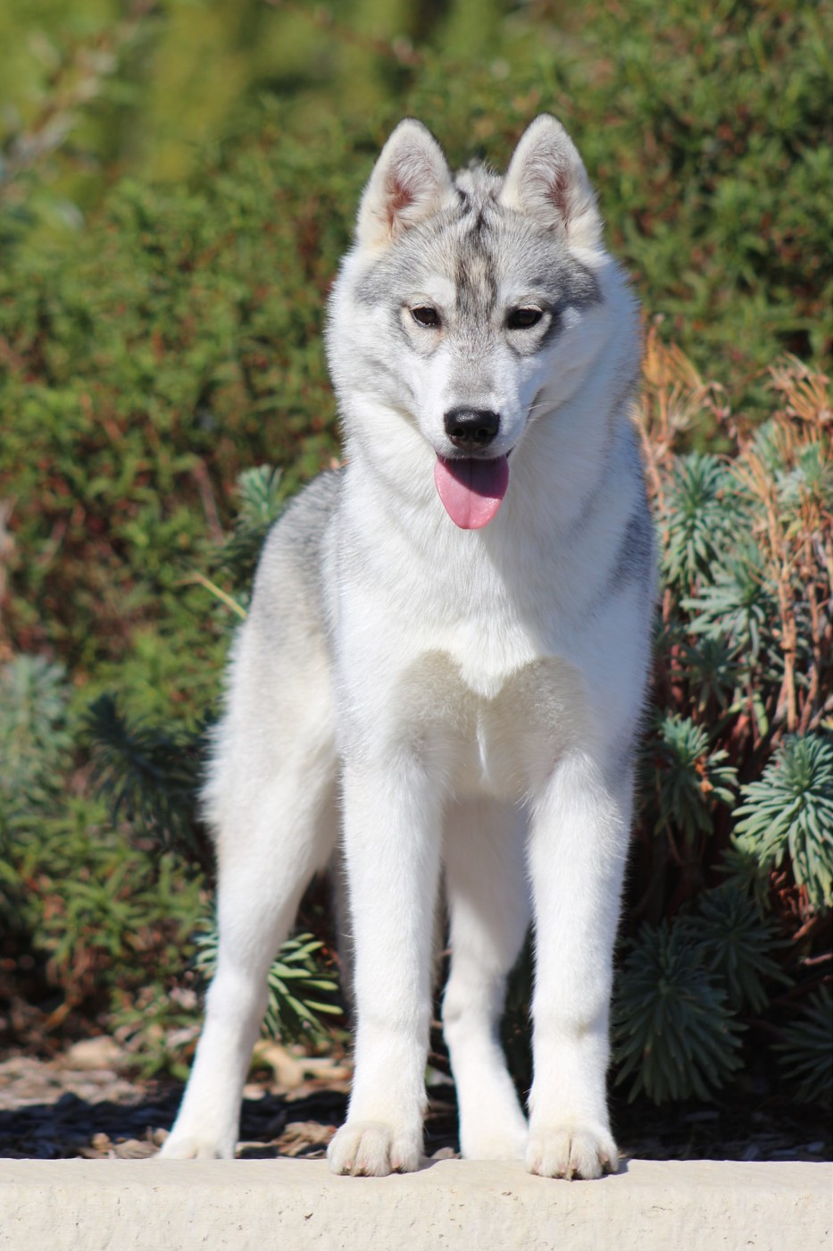 A Little Touch of Control in The Land Of Wolves