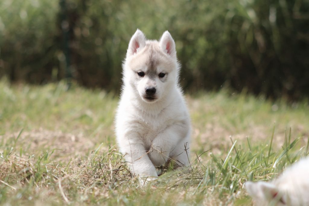The Land Of Wolves - Chiots disponibles - Siberian Husky