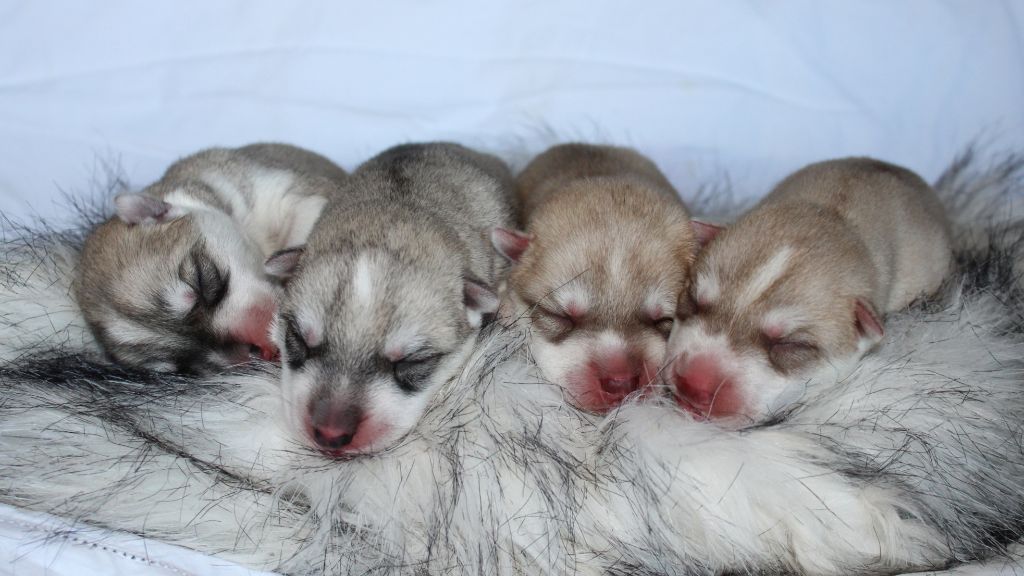 The Land Of Wolves - Siberian Husky - Portée née le 19/02/2020