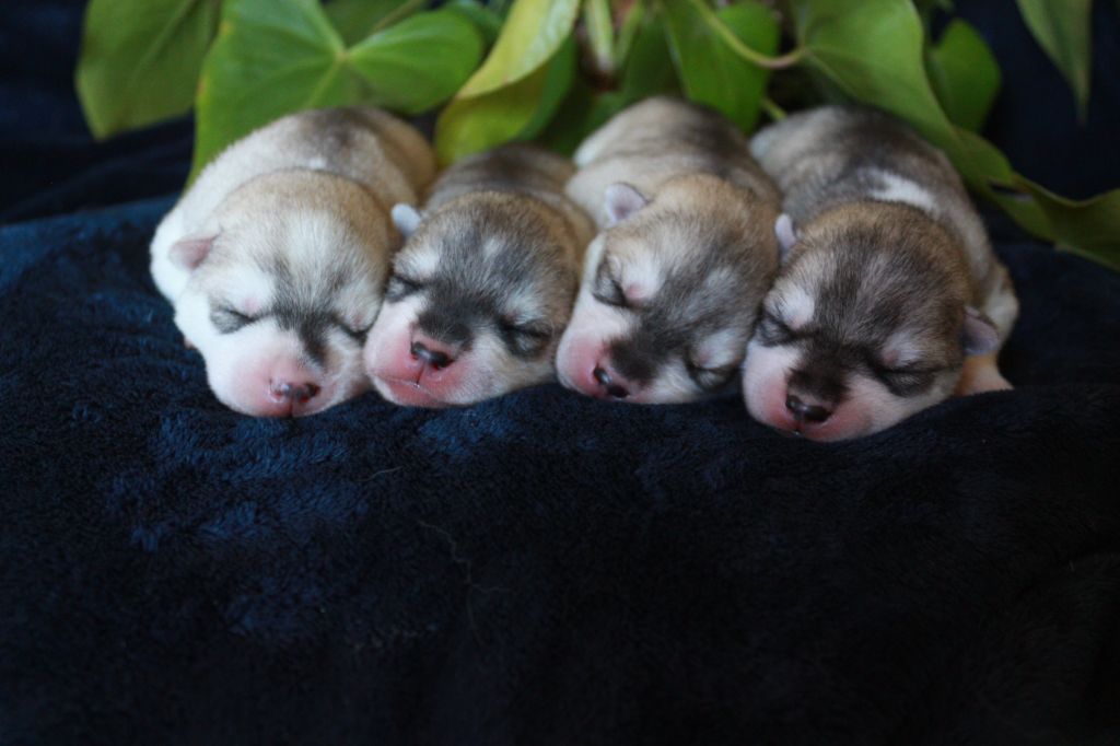Chiot Siberian Husky The Land Of Wolves