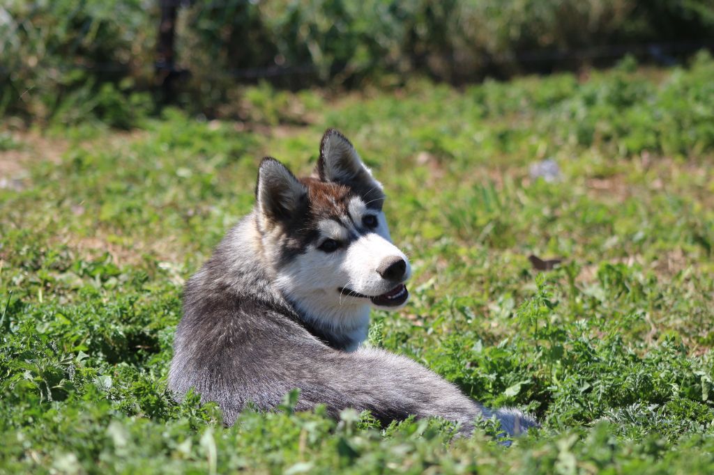The Land Of Wolves - Siberian Husky - Portée née le 28/03/2022