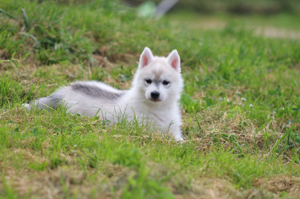 The Land Of Wolves - Chiots disponibles - Siberian Husky