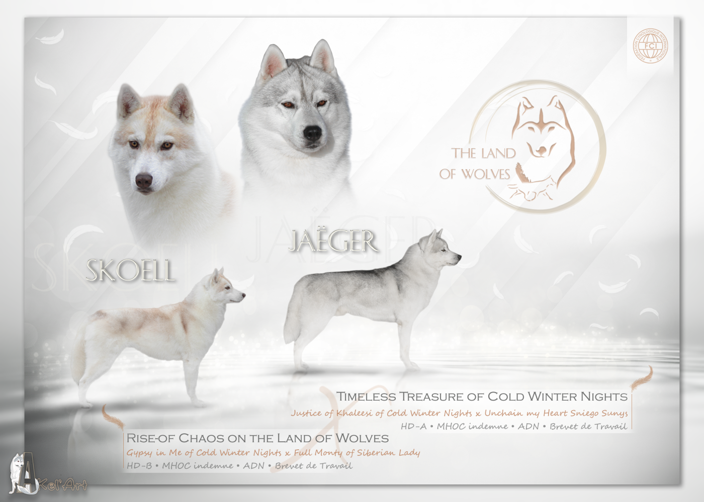 Chiot Siberian Husky The Land Of Wolves