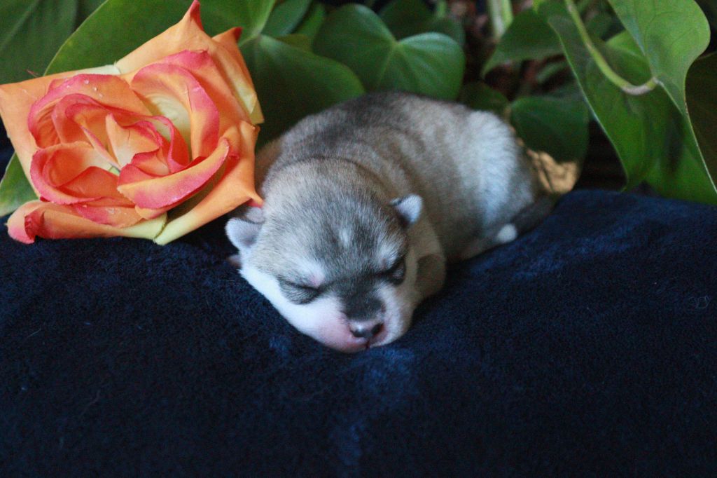 The Land Of Wolves - Chiots disponibles - Siberian Husky
