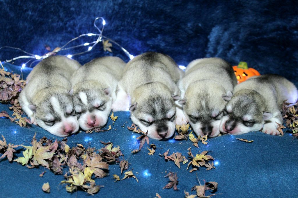 The Land Of Wolves - Siberian Husky - Portée née le 03/11/2021
