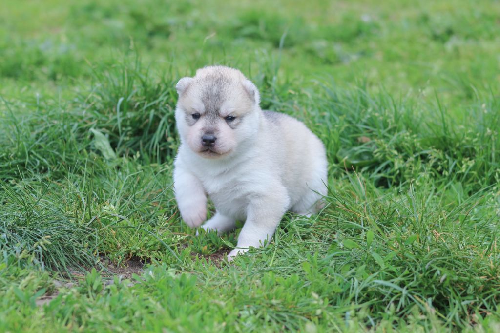 The Land Of Wolves - Chiots disponibles - Siberian Husky