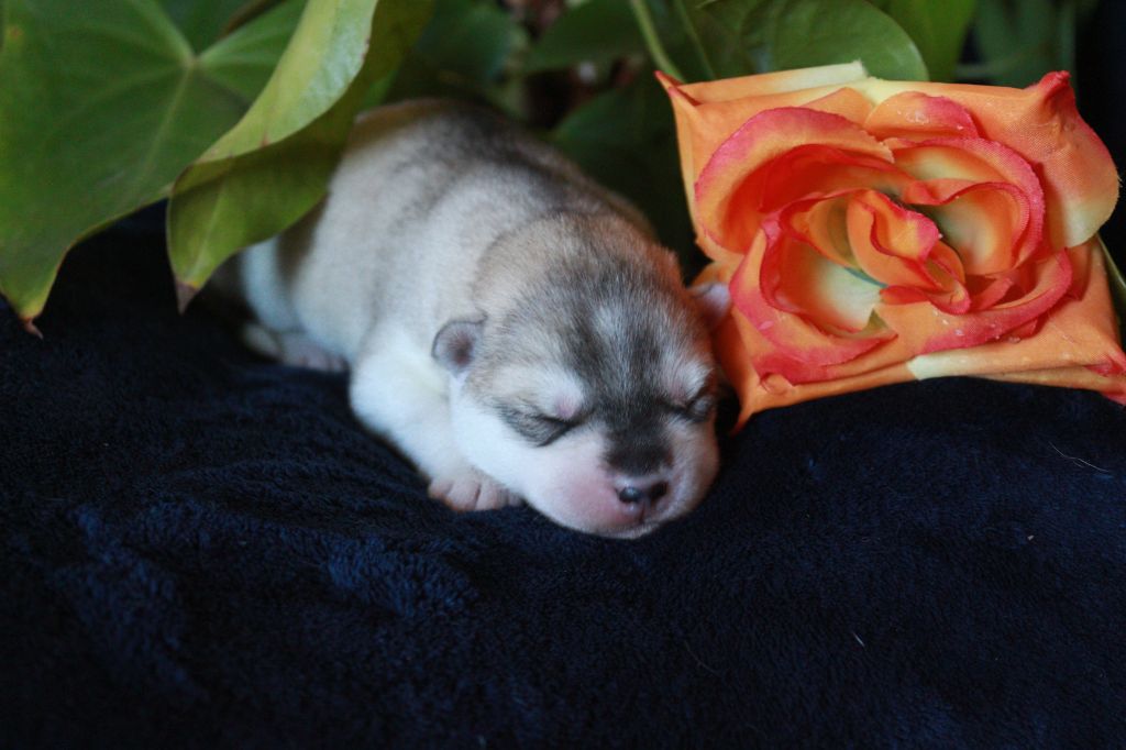 The Land Of Wolves - Chiots disponibles - Siberian Husky