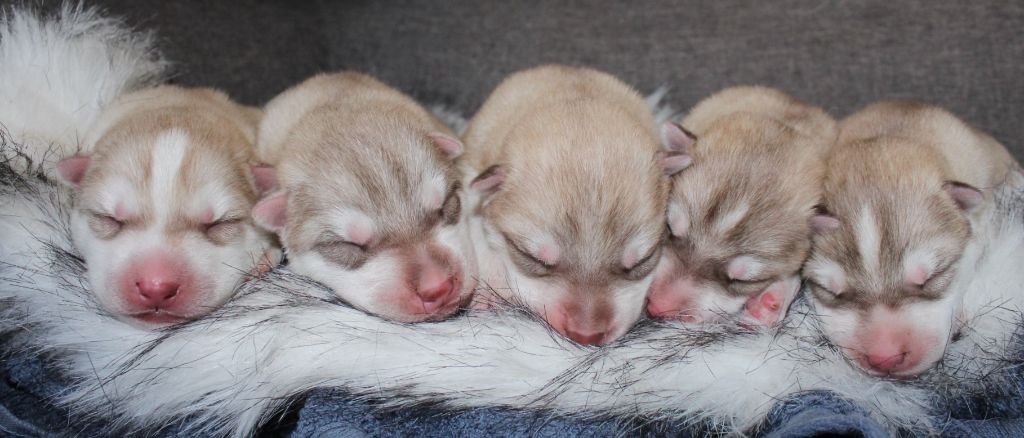 The Land Of Wolves - Siberian Husky - Portée née le 08/09/2020