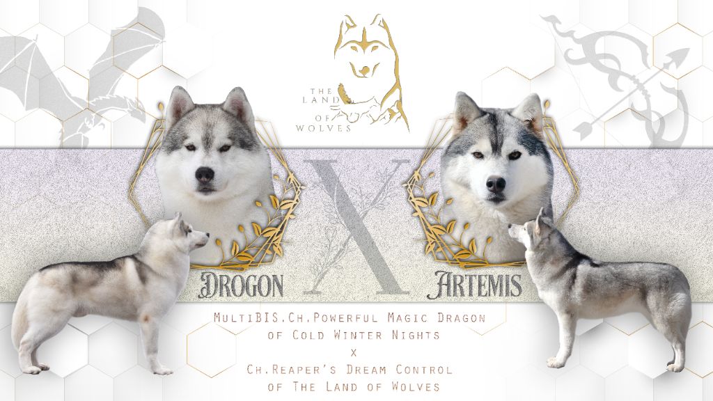 Chiot Siberian Husky The Land Of Wolves