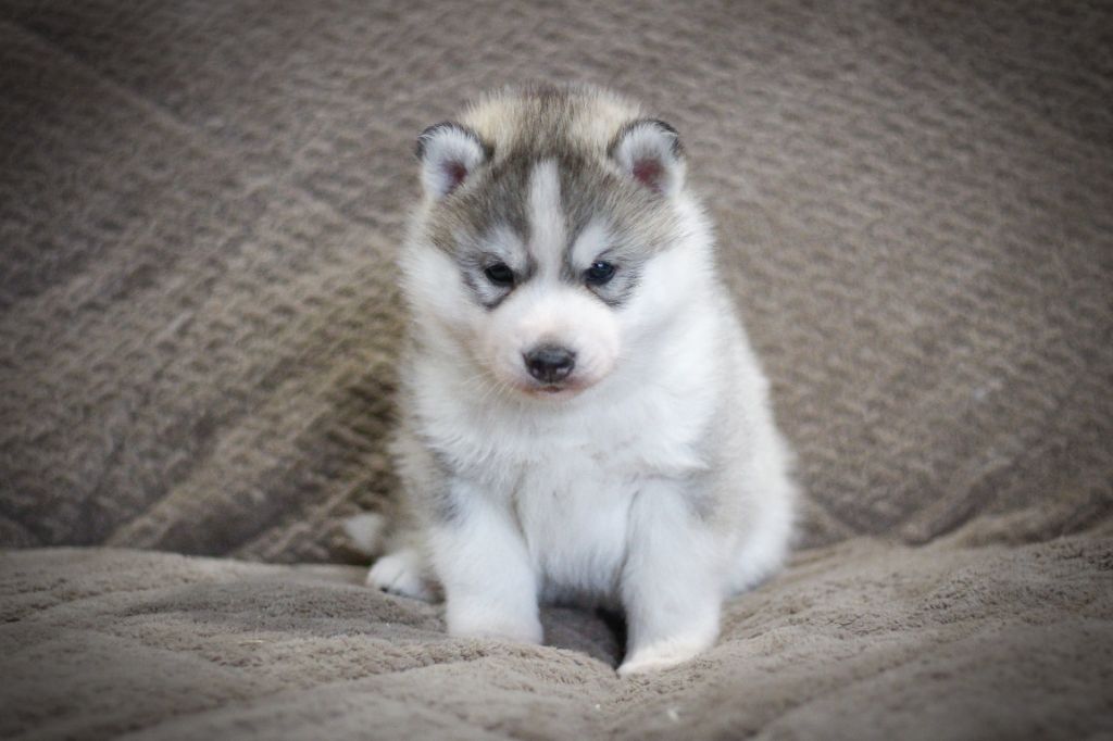 The Land Of Wolves - Siberian Husky - Portée née le 28/03/2022