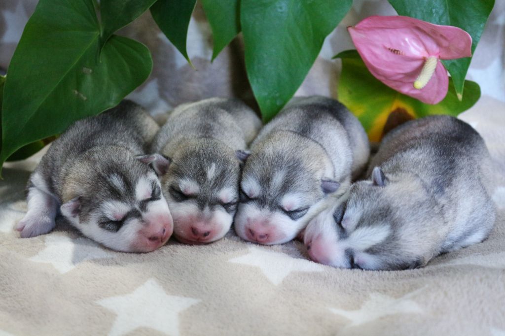 Chiot Siberian Husky The Land Of Wolves