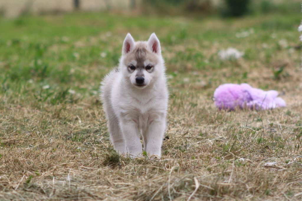The Land Of Wolves - Chiots disponibles - Siberian Husky