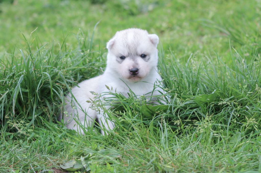 The Land Of Wolves - Chiots disponibles - Siberian Husky