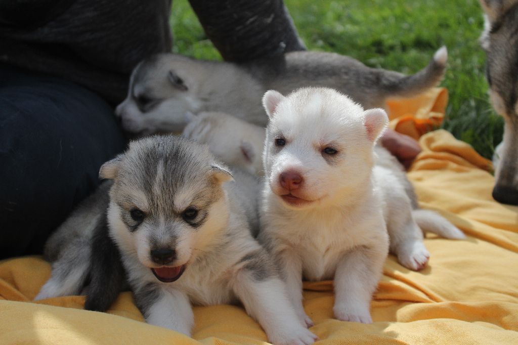 The Land Of Wolves - Siberian Husky - Portée née le 08/03/2018