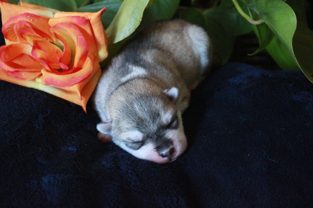 The Land Of Wolves - Chiots disponibles - Siberian Husky