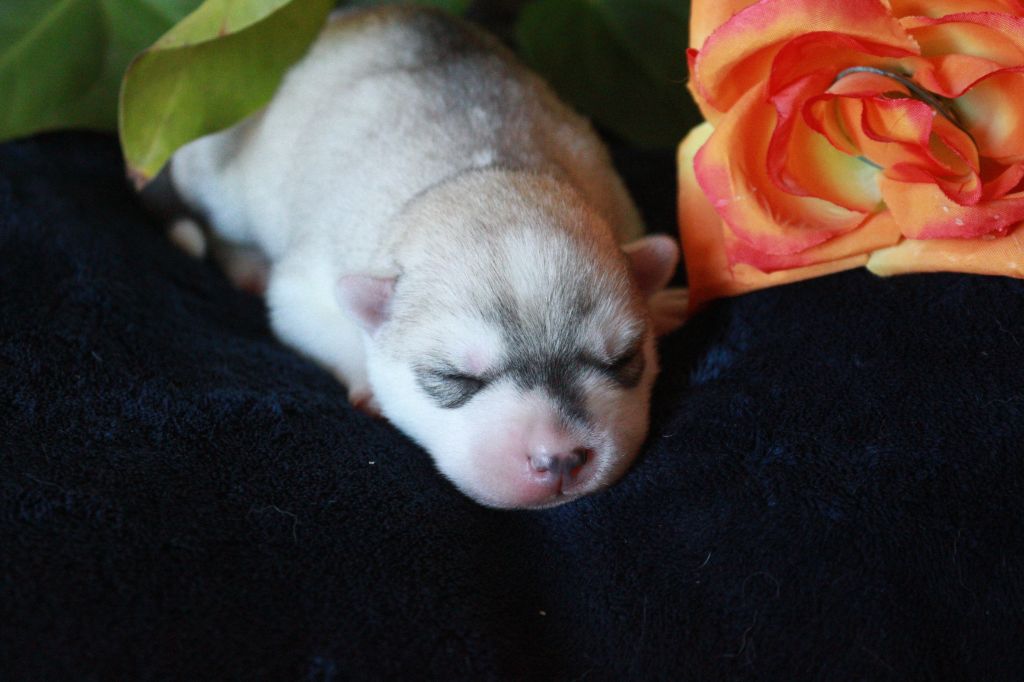 The Land Of Wolves - Chiots disponibles - Siberian Husky