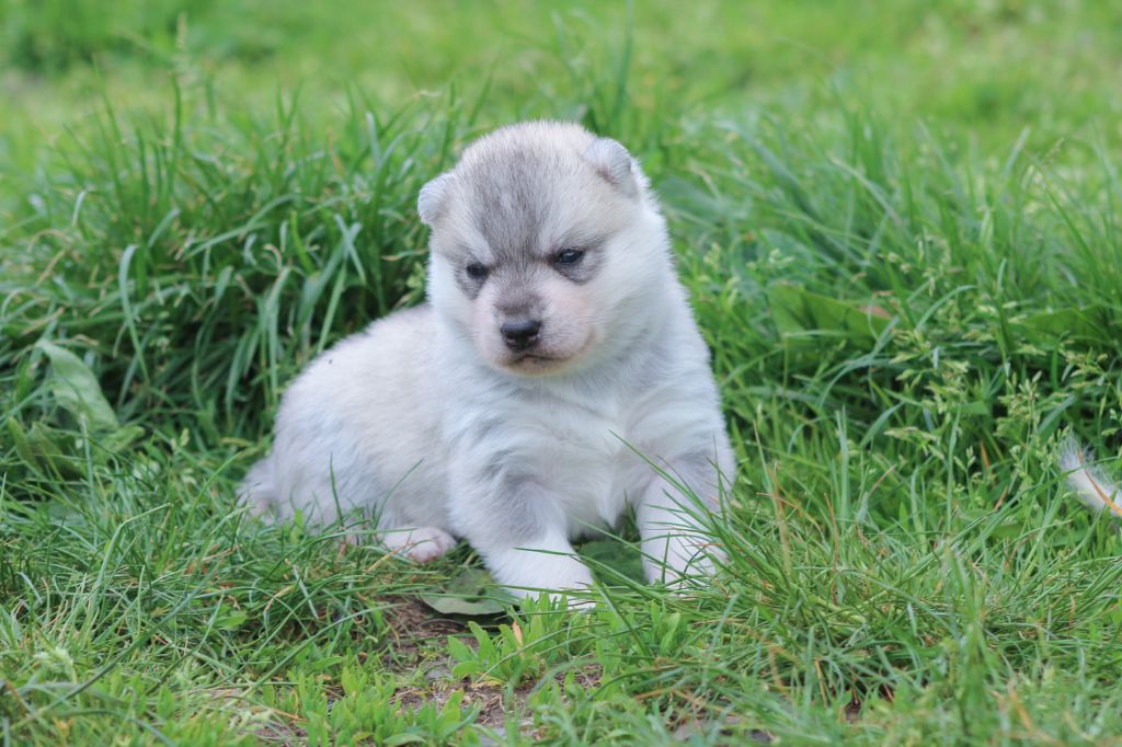 The Land Of Wolves - Chiots disponibles - Siberian Husky